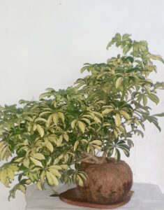 Kokedama Chaflera - Decor Garden Habit